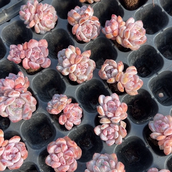 星影双头到手2颗量拍多肉满18元包邮下午发货