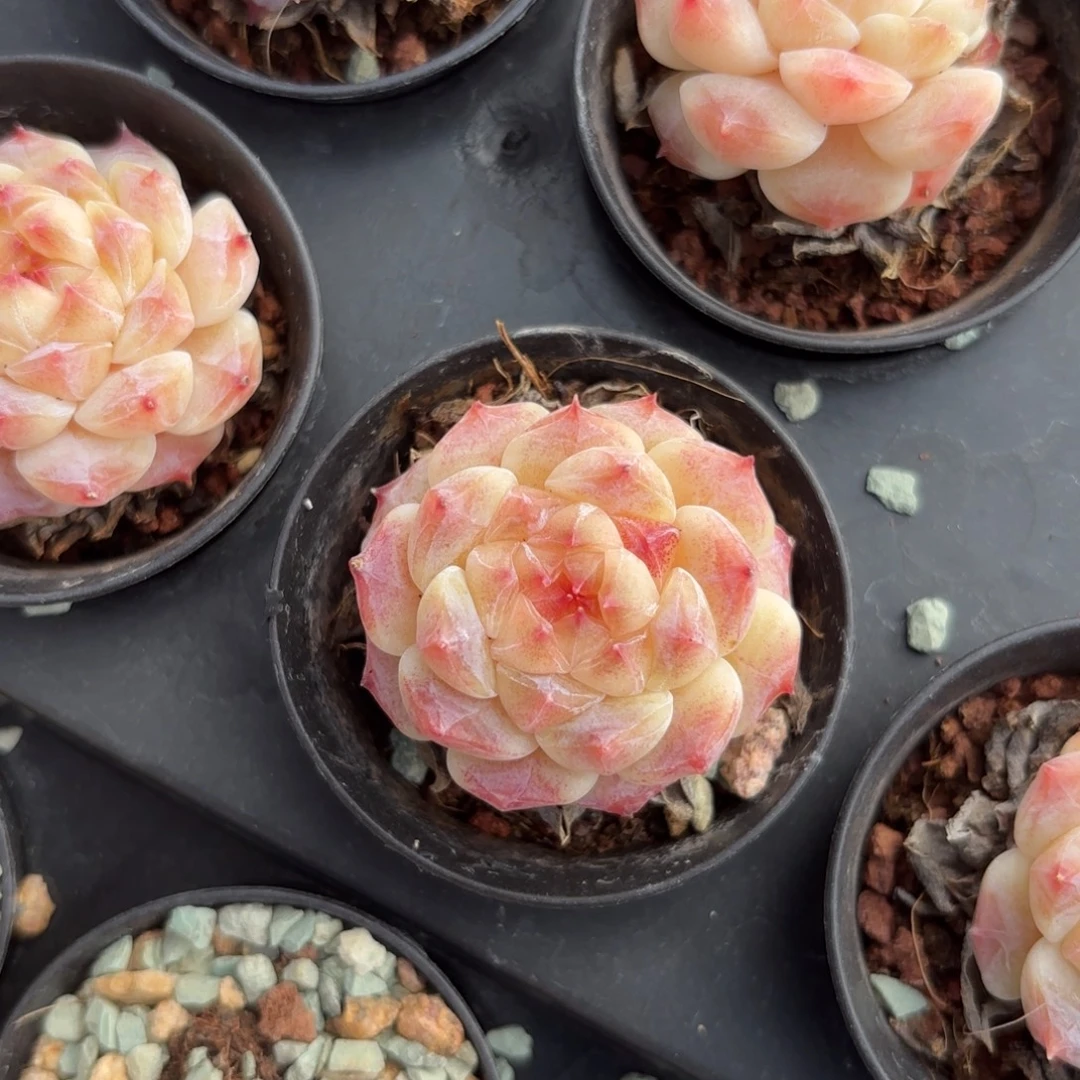 初荷糖心一物一拍