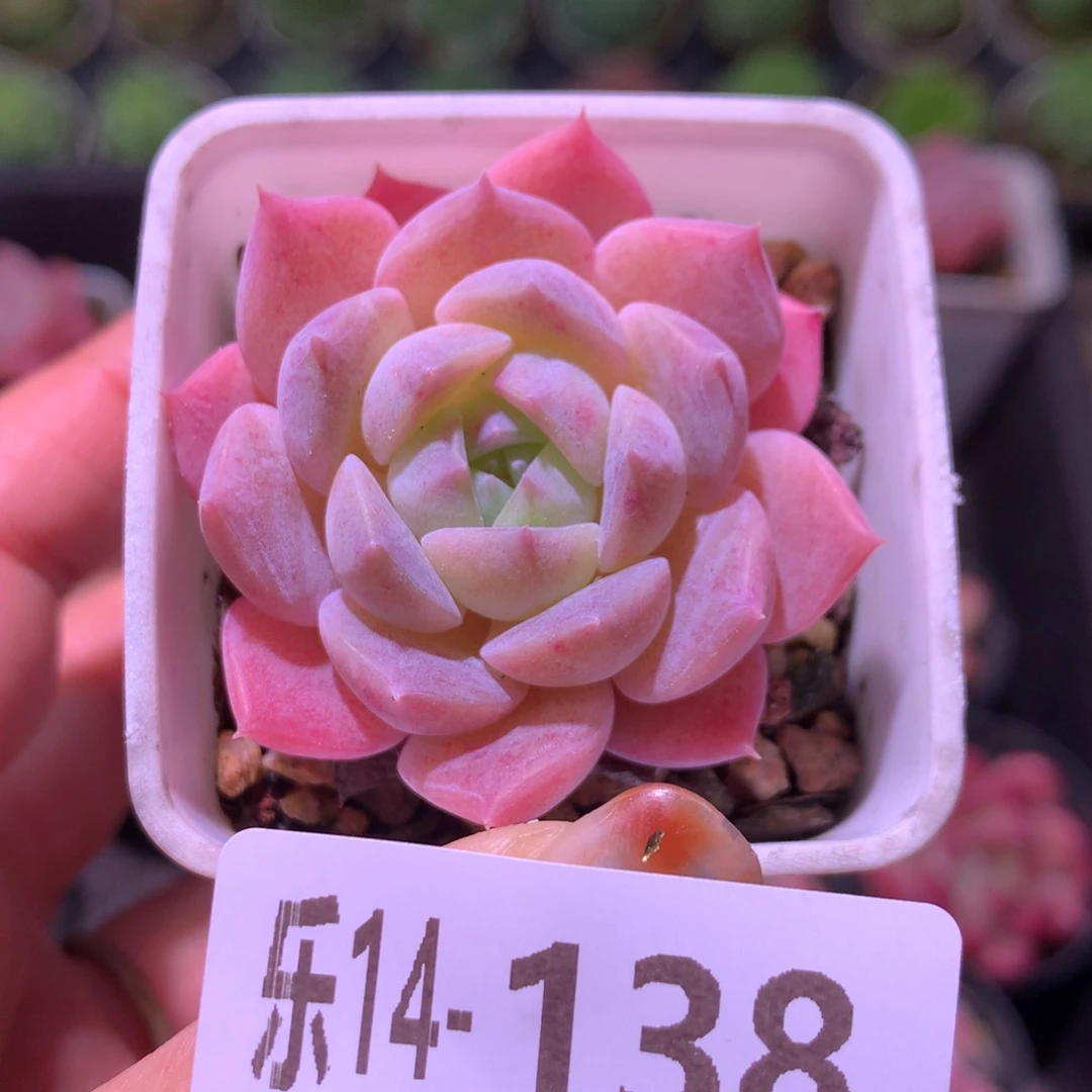 乐然14-138 春园单头