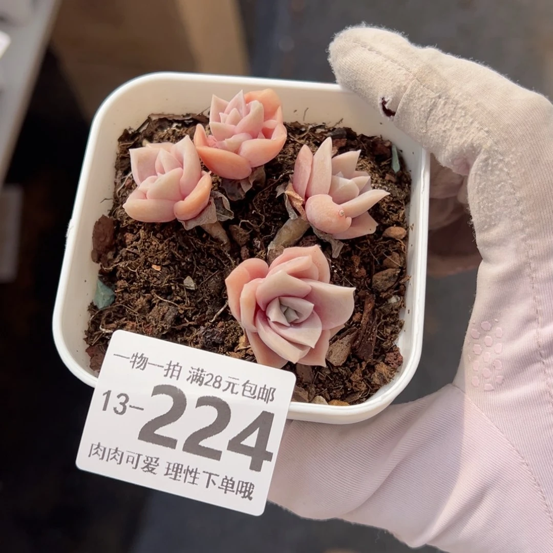可爱玫瑰多肉多肉多肉多肉多肉