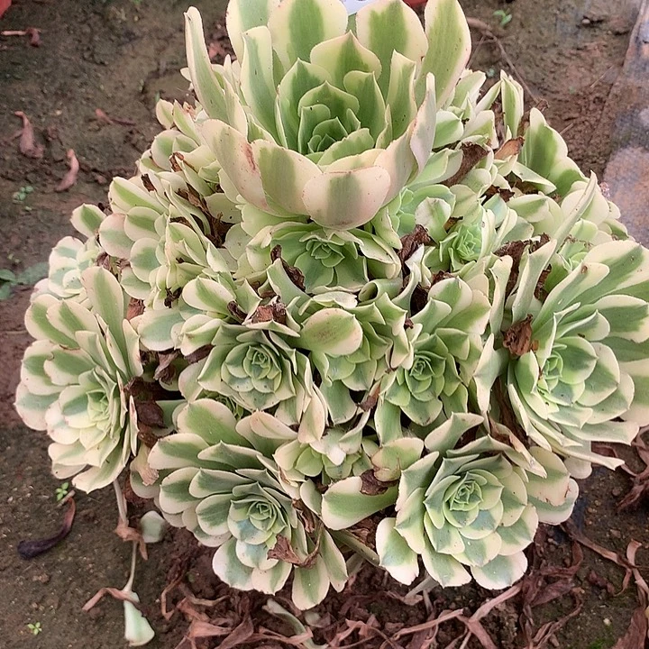 多肉植物迈巴赫455号