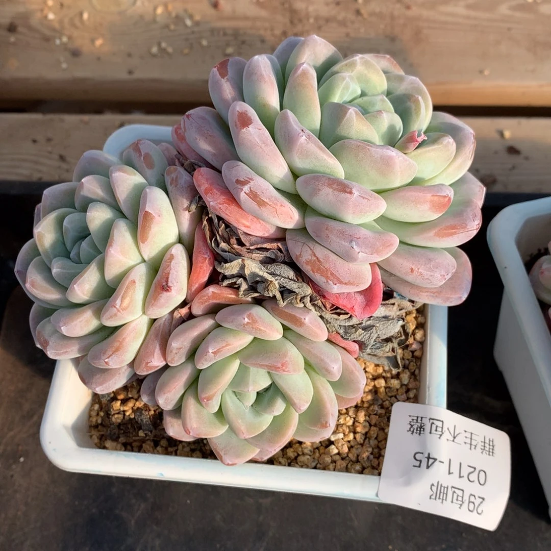 0211-45 冰玉老桩