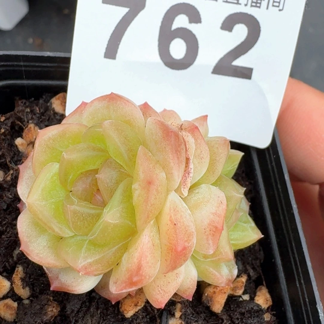 无尽灯         多肉植物