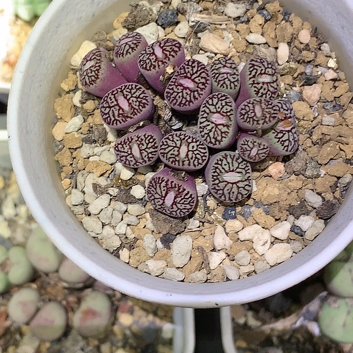 艾***茜精品多肉植物补差价