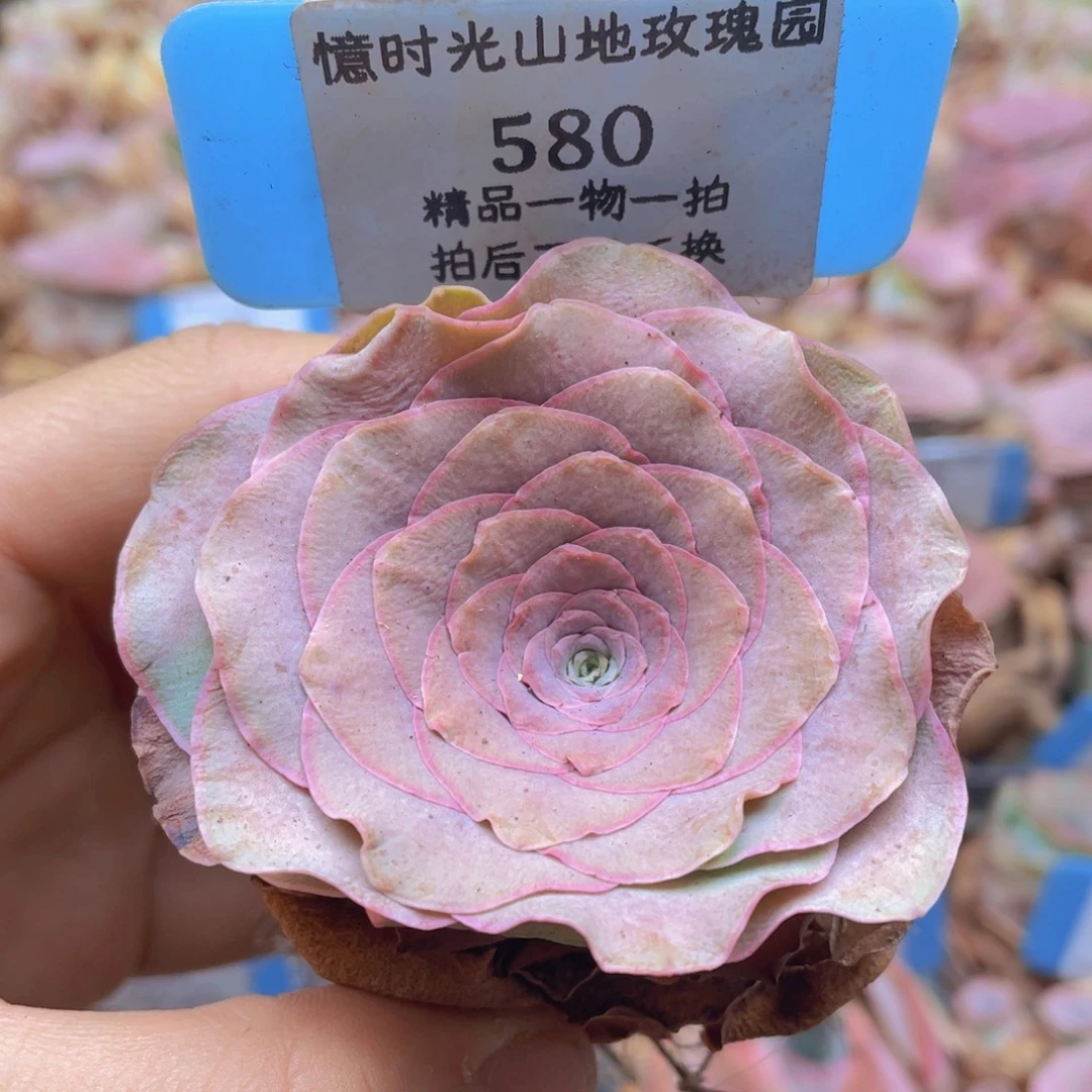 山地玫瑰580裸根发货不售后