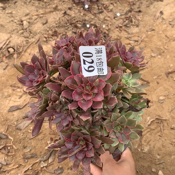 029蒙娜丽莎不包断枝2