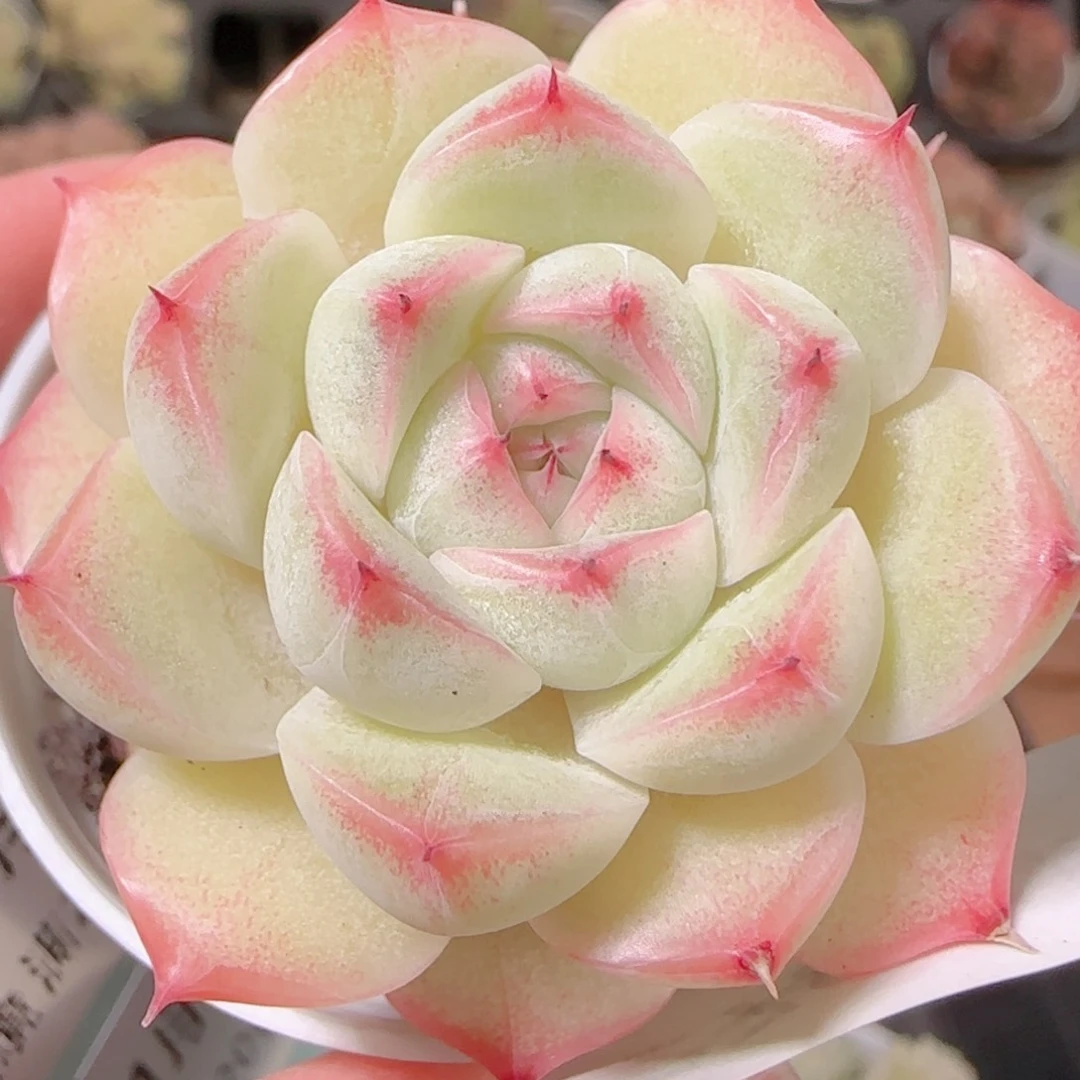 花语逸镜1128-278