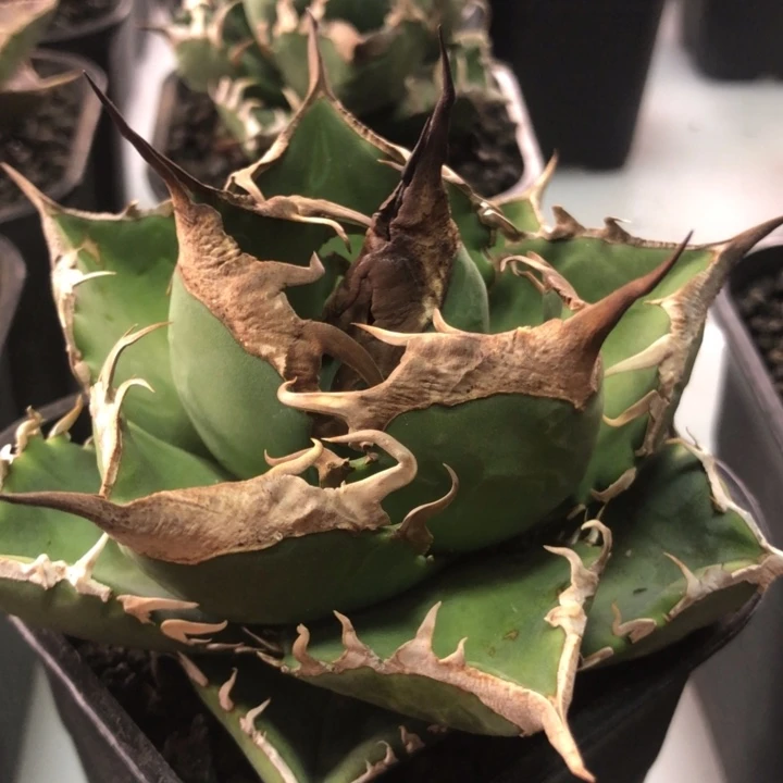 立可白仁王冠龙舌兰