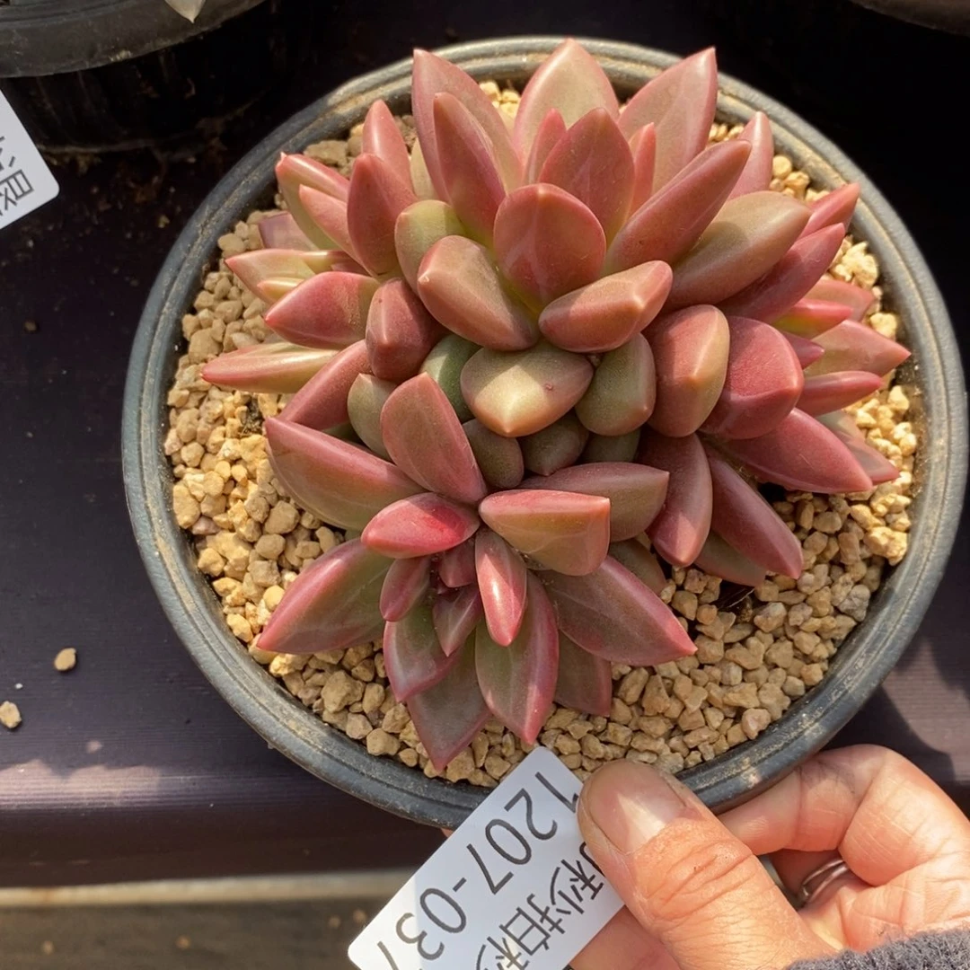 两单包邮1207-37迷雾泡泡