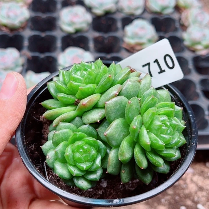 多肉植物多肉植物