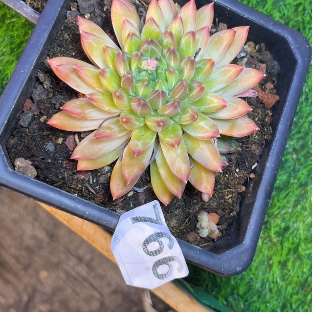 喧多肉植物清花纹美人sp766