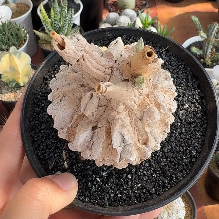 悟*龟甲罗磨仙人球123