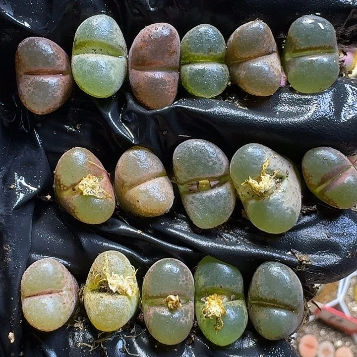 生石花111111。  652