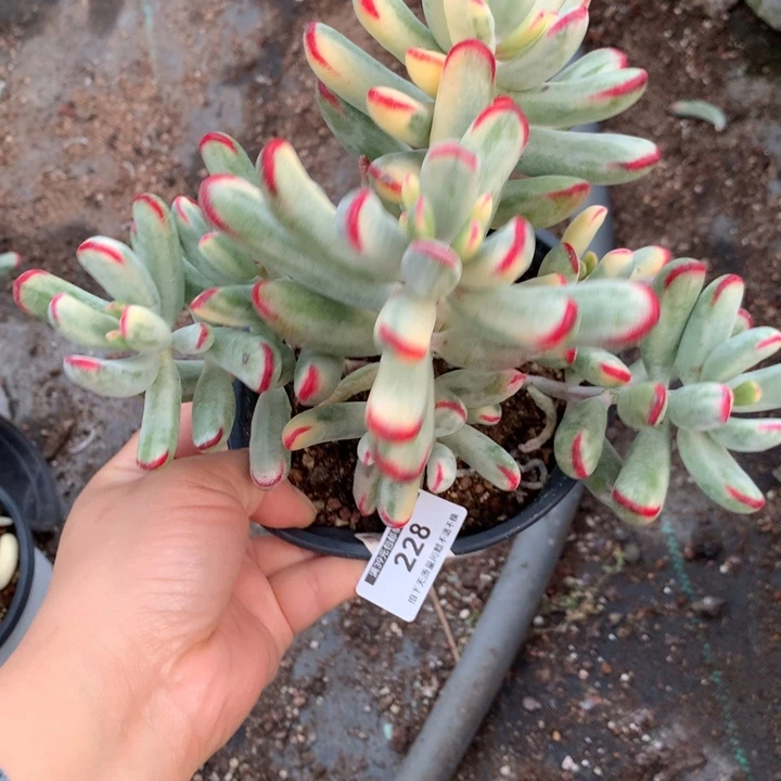 无花朵棒叶福娘锦228