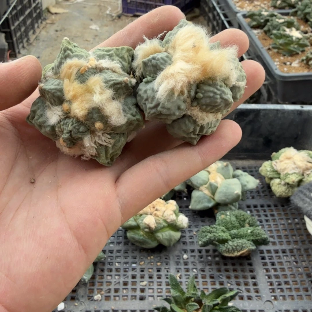 金***虹仙人球开花一个福利品有跟