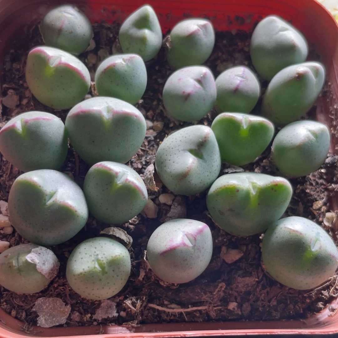 混合少将满盆随机发