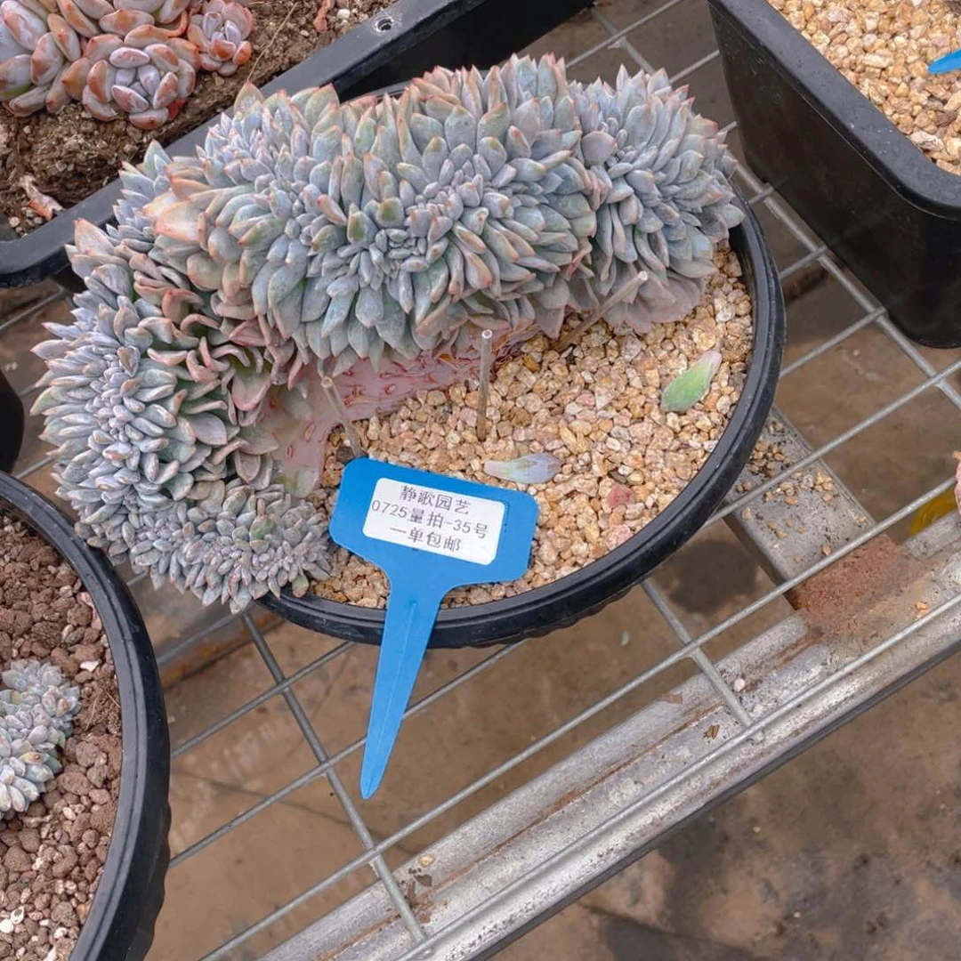 0725-35-高板星影缀化一颗