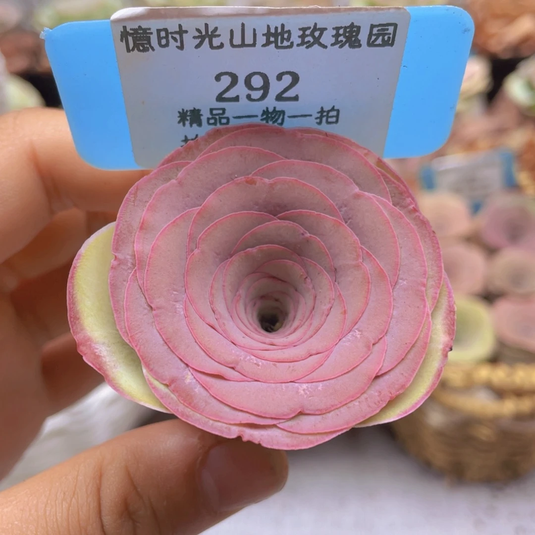 山地玫瑰292裸根发货不售后