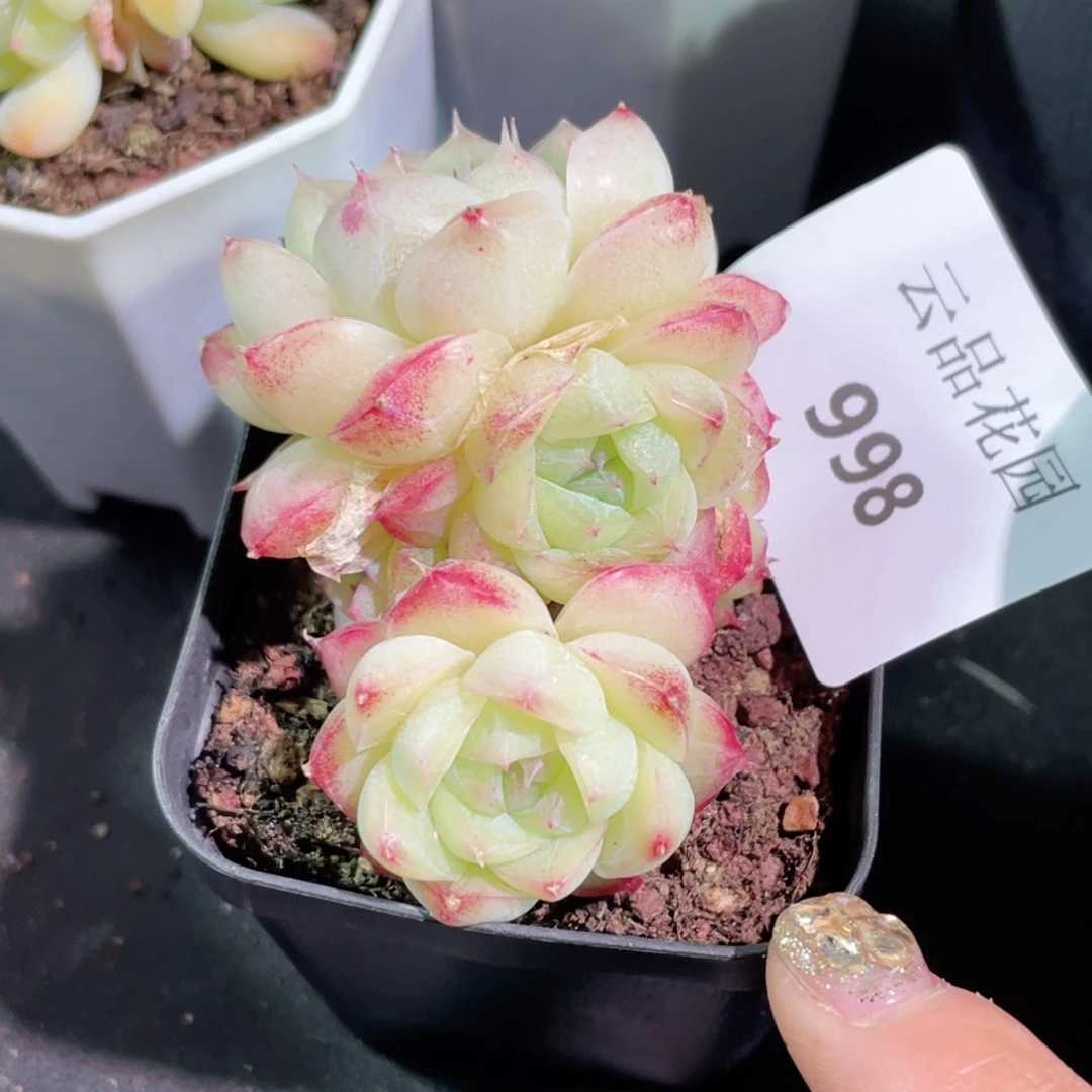 ?****…998号糖心冰心珍妮 不包整