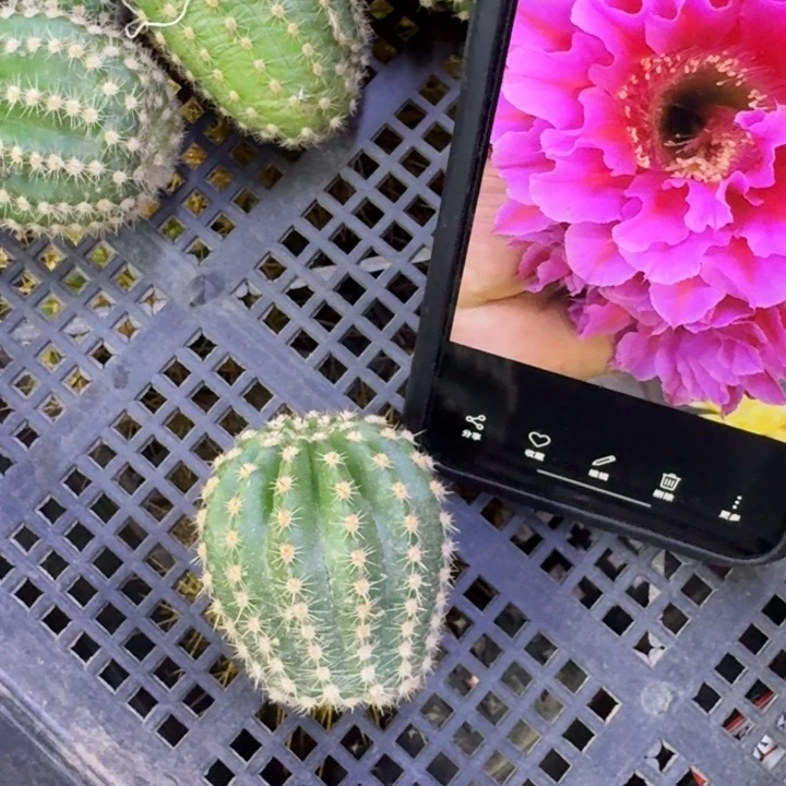 48彩草芙蓉歪4公分左右无根侧牙，20包邮