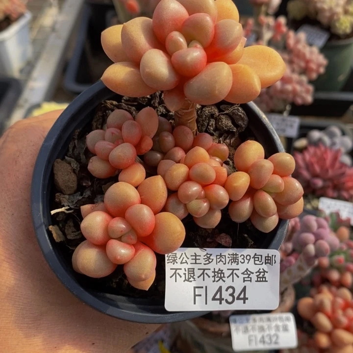 先锋派7cm434多肉植物