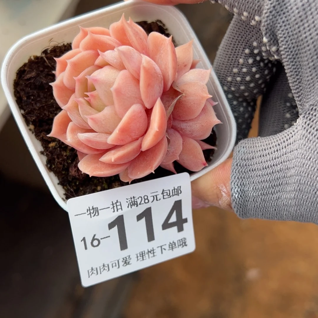 昂斯诺多肉多肉多肉