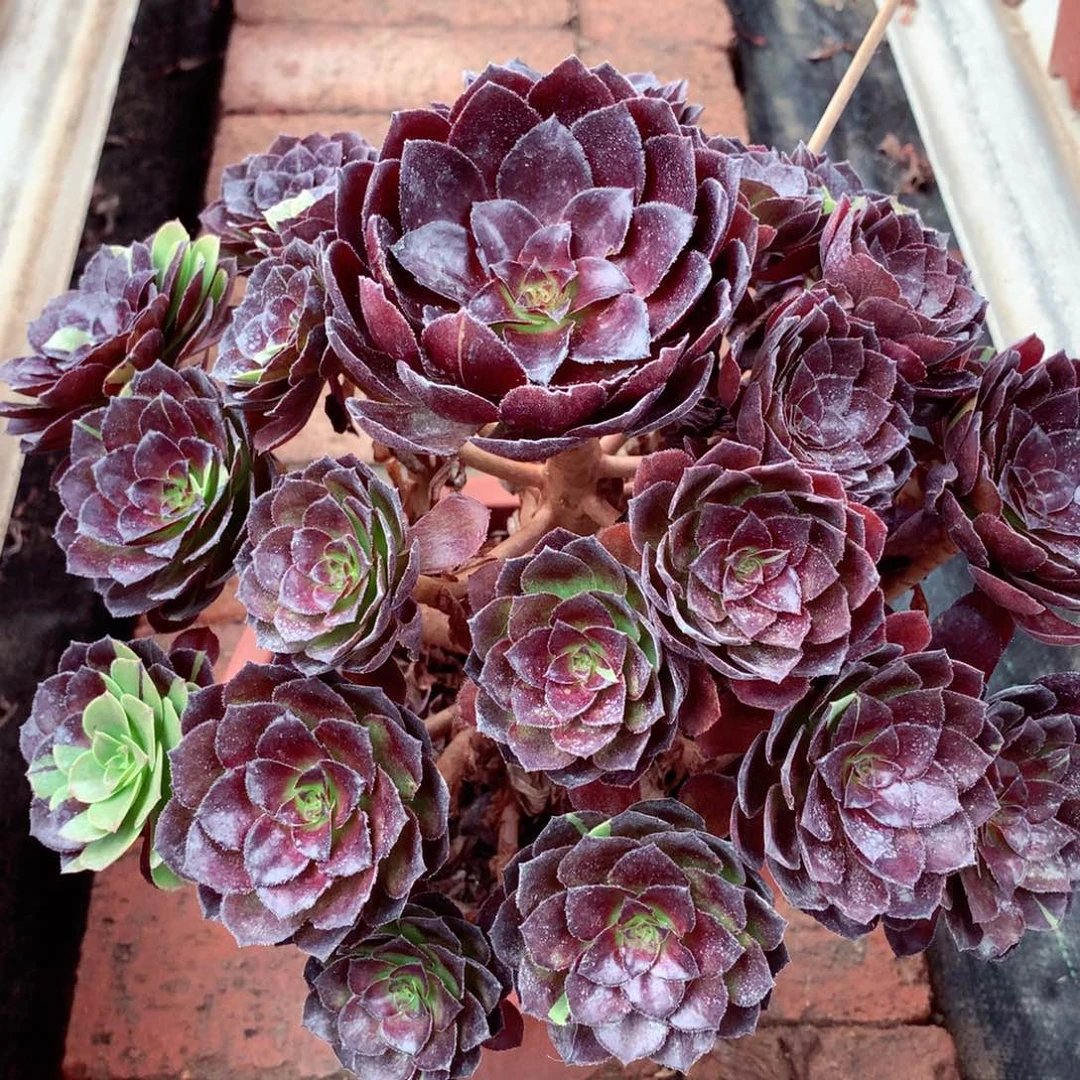 花花公子，多肉植物
