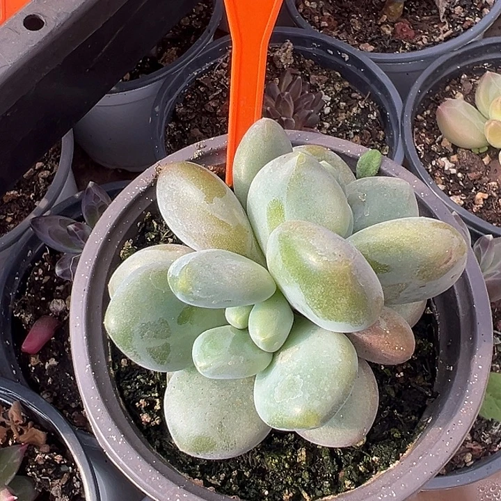 X系一物一拍481..