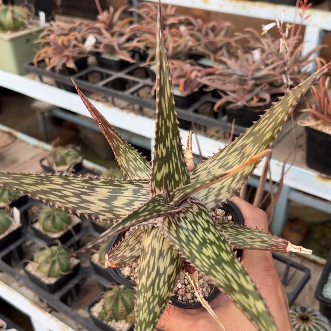 索马里闪电芦荟 脱土发货