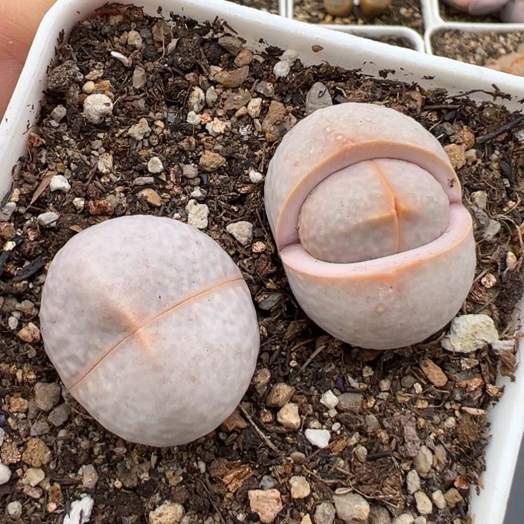 2.8好看的多肉034