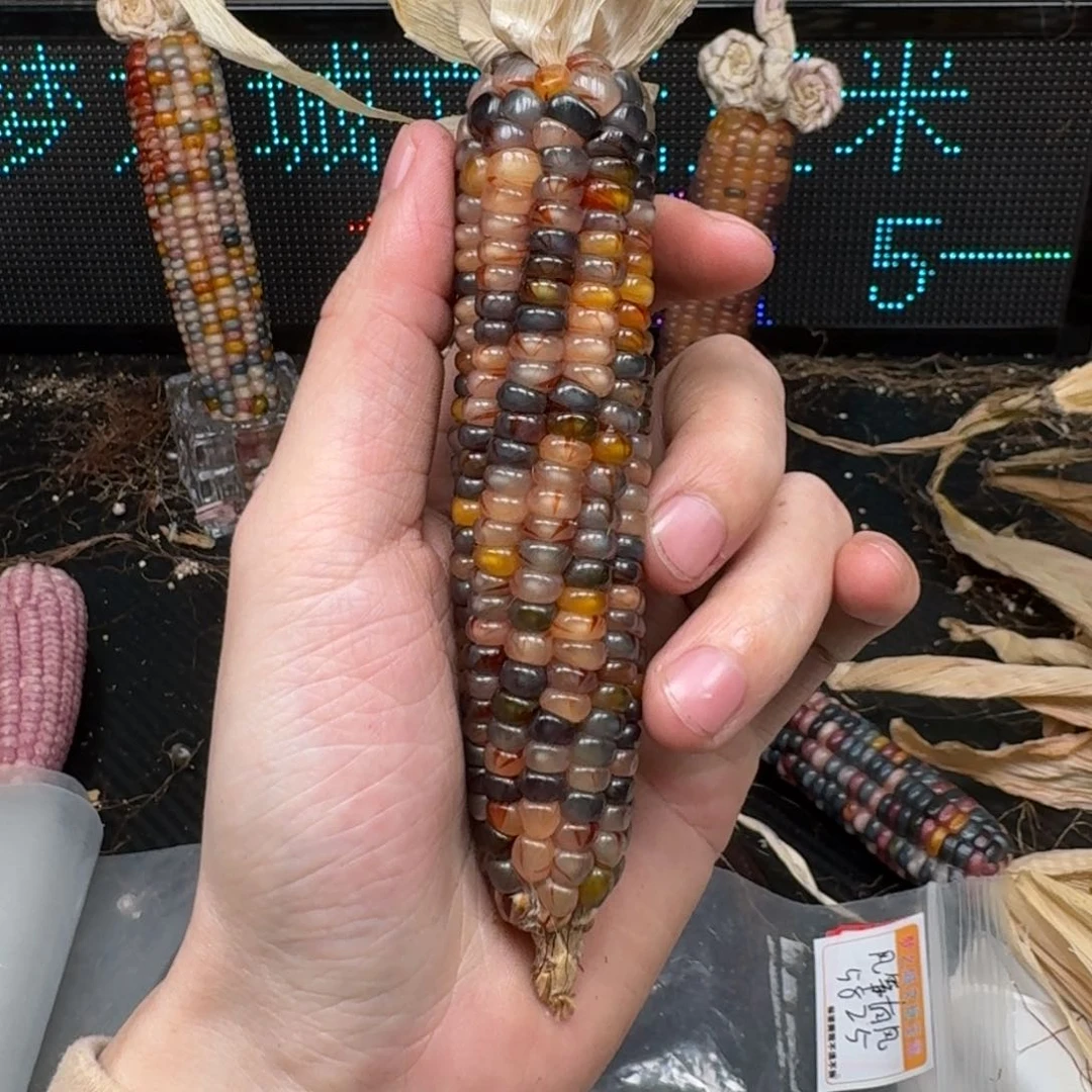 柏香籽/百香籽吊坠柚***檬