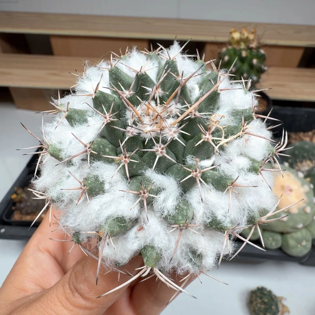 无花朵梦幻城实生尺寸7.4