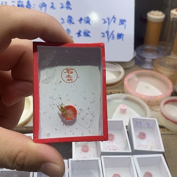 太***公石志明精品大黄蛉一只