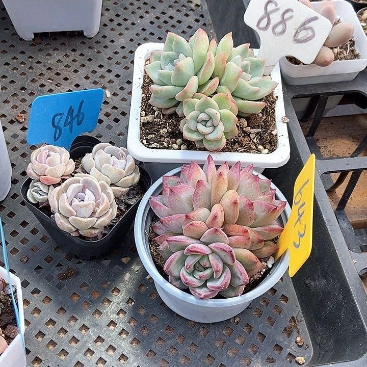 多肉植物886 846 643
