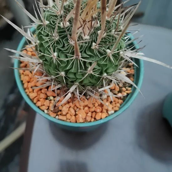 斑***理实生振武玉带盆发货