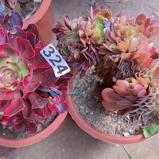 感***李多肉植物两个法师