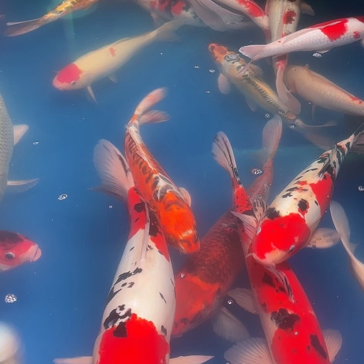 大***.锦鲤锦鲤观赏鱼15条