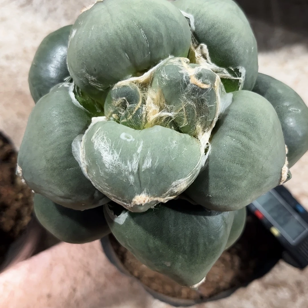 66号12cm虚根葵系青瓷