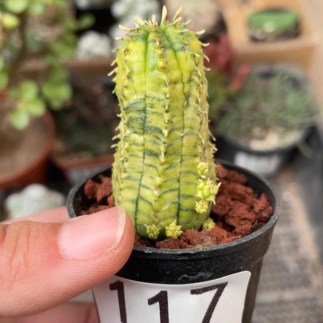 117布纹球锦仙人球