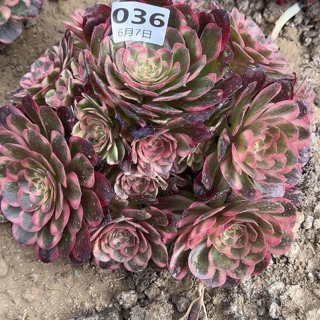 6.7-36海神多肉植物2