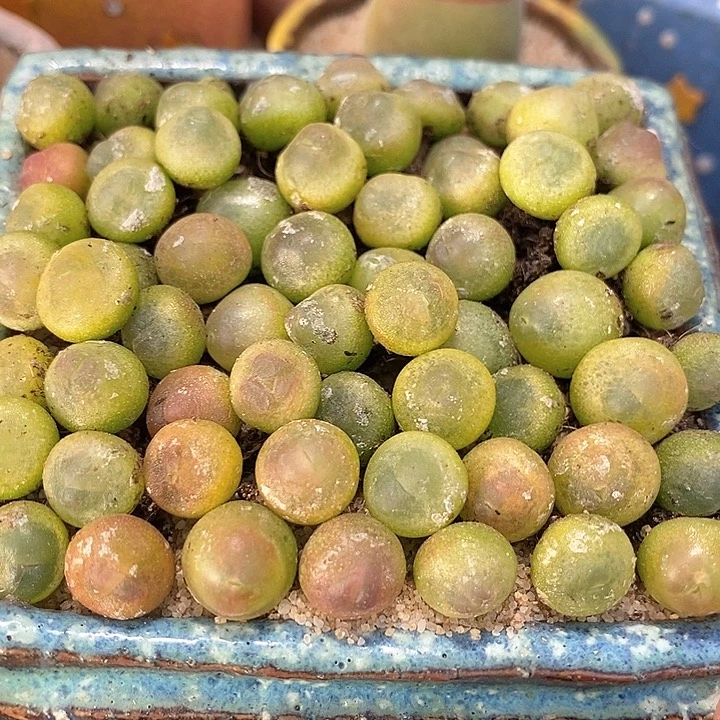 紫皮拉登一颗     0.8-1厘米