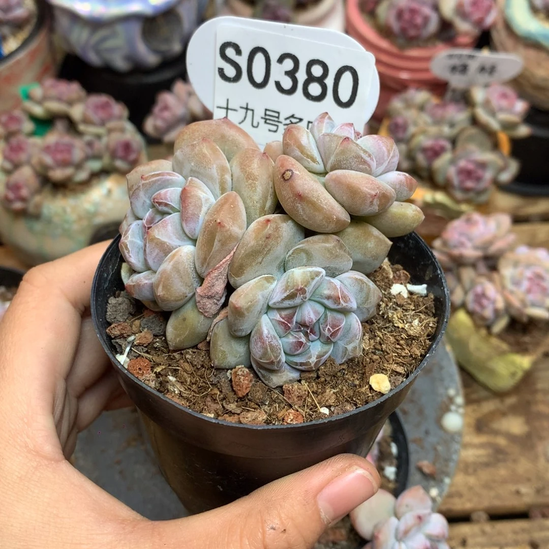 S0380 突尼斯 小包子脸