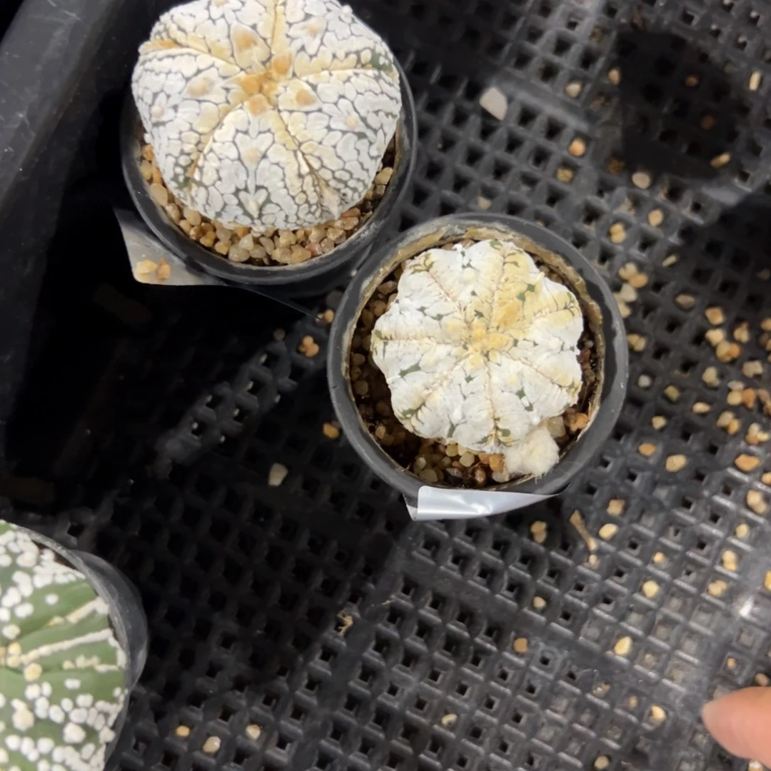 颜***S273，S274号10.8仙人球