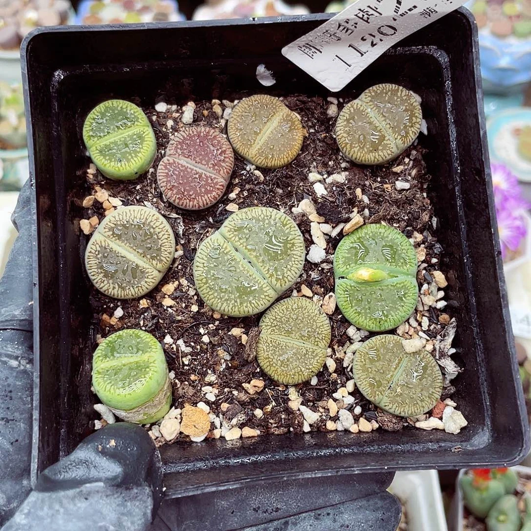 生石花满18包邮1120-209