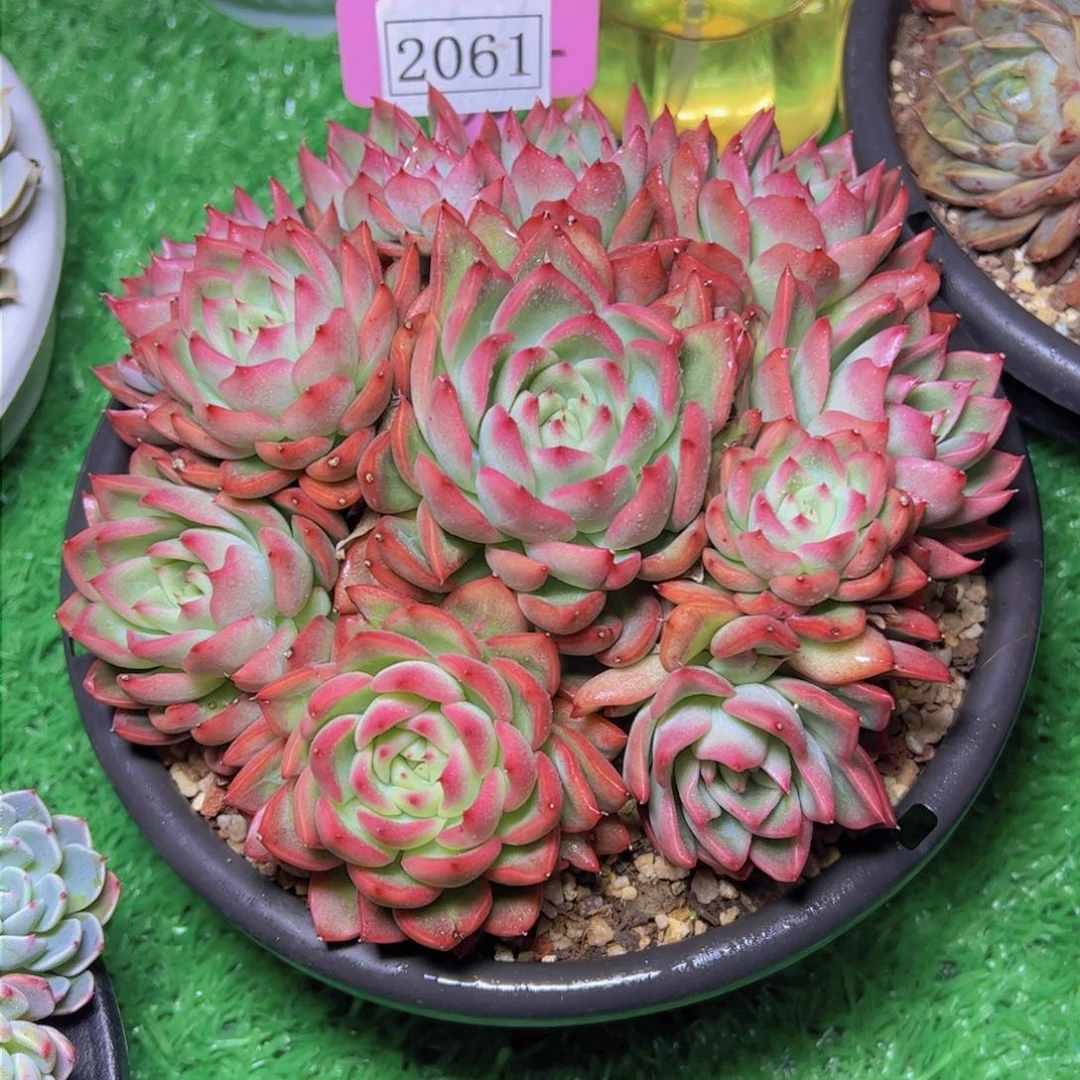 佛洛瑞安娜2061多肉植物