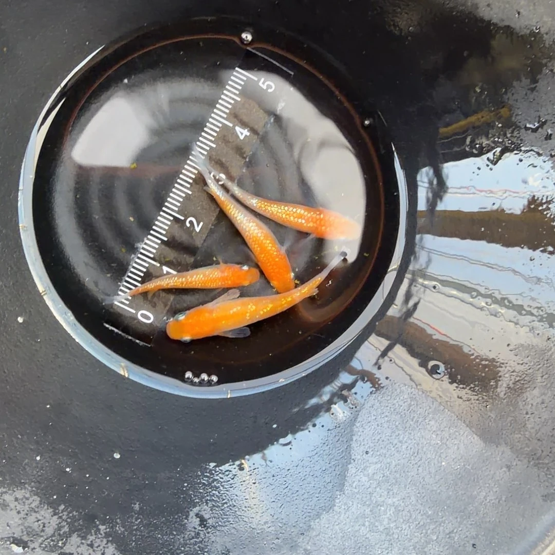 青鳉鱼观背青鳉05