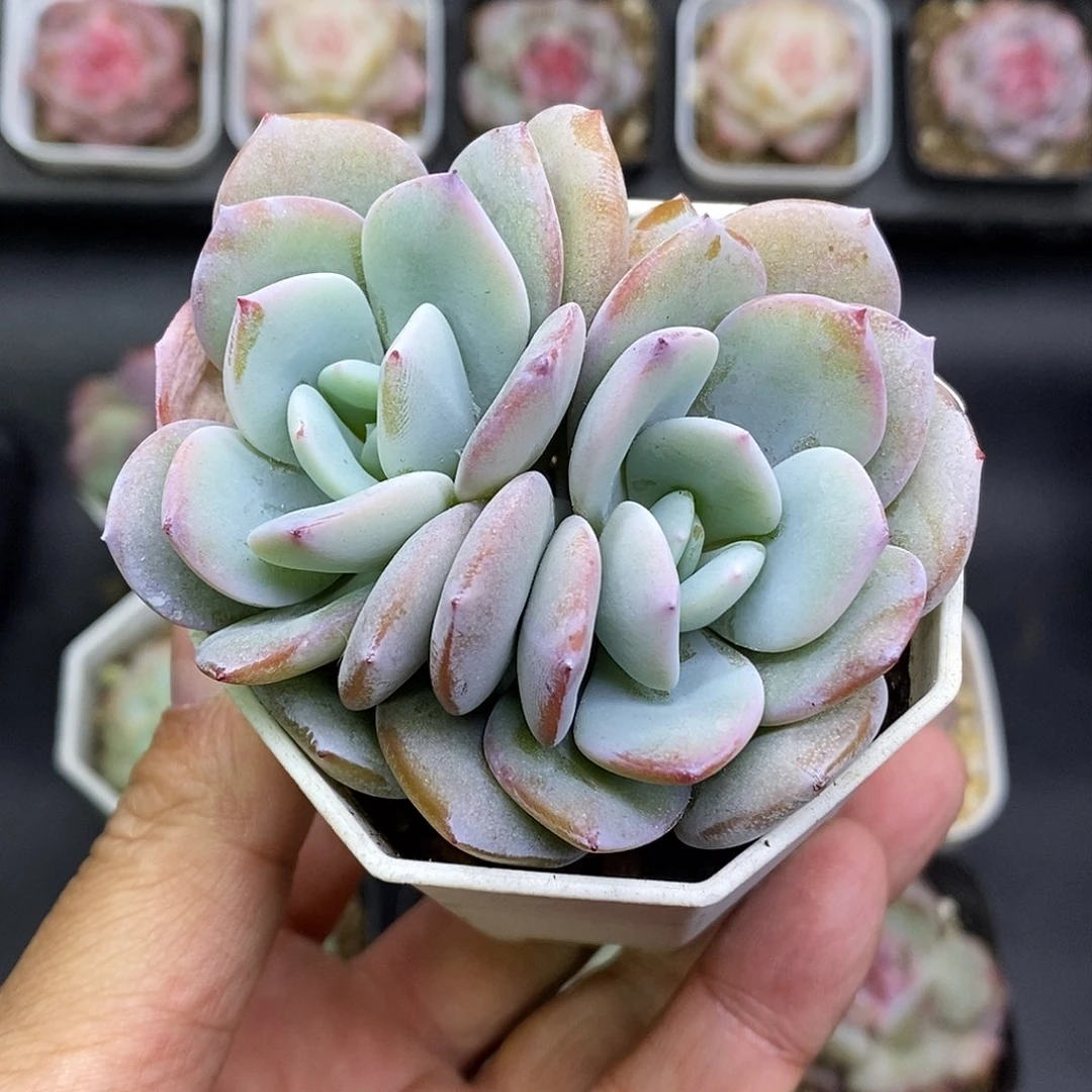 韩版奶茶老桩7厘米盆