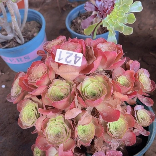 化***蝶多肉植物一个美金