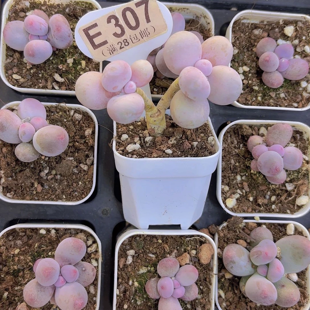 E307水光针一物一拍