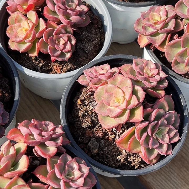 高贵群        福利多多